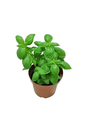 Sweet Basil - Ocimum Basilicum Outdoor Herb Plant with Fresh Green Leaves