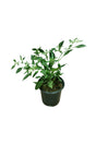 Chilli Pepper - Evergreen Perennial | Spicy Plant for Home and Garden

