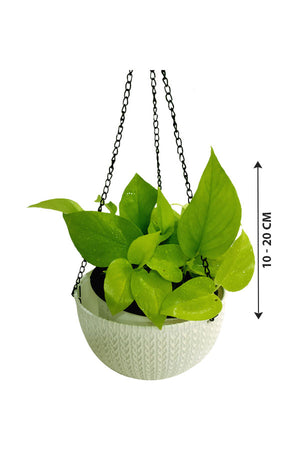 Neon Pothos - Epipremnum Aureum 'Neon' - Indoor Hanging Plant - Plantsworld.ae