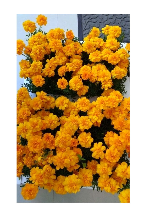 Marigold - Tagetes Erecta - Plantsworld.ae