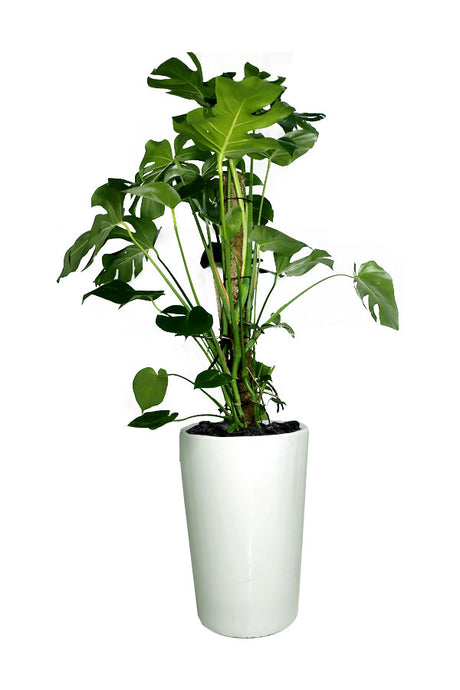 Monstera - Monstera Deliciosa  - Office Plant - Plantsworld.ae