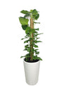 Money Plant Epipremnum Aureum – Perfect Low-Maintenance Office Plant with Green Trailing Vines