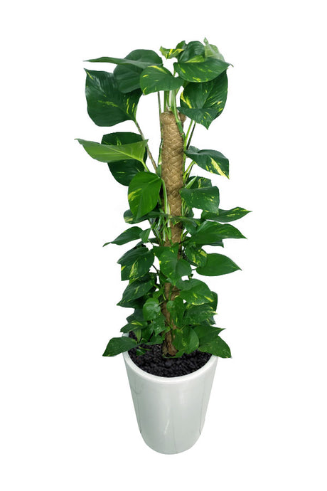 Money Plant - Epipremnum Aureum - Office  Plant - Plantsworld.ae