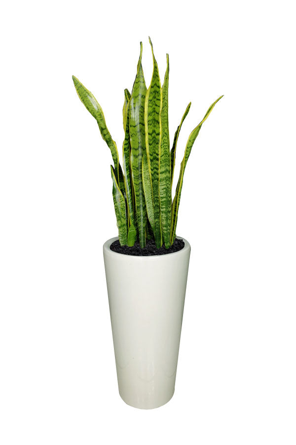 Platinum Office Combo Package - Plantsworld.ae