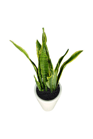 Snake Plant - Sansevieria Trifasciata  - Office Plant - Plantsworld.ae