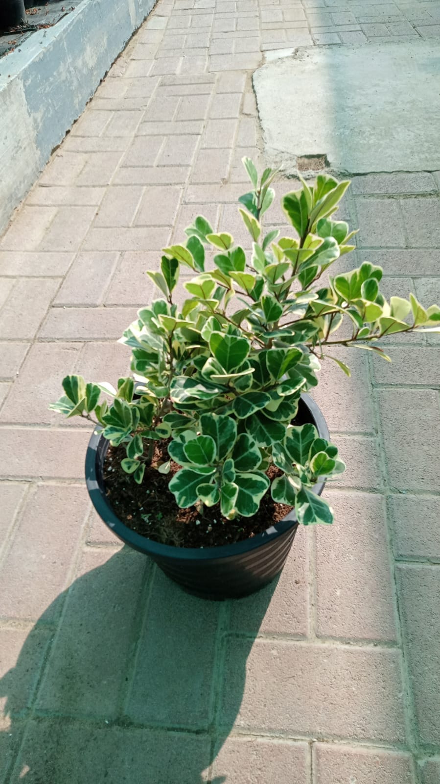 Ficus Triangularis variegata_Indoor Plants - Plantsworld.ae