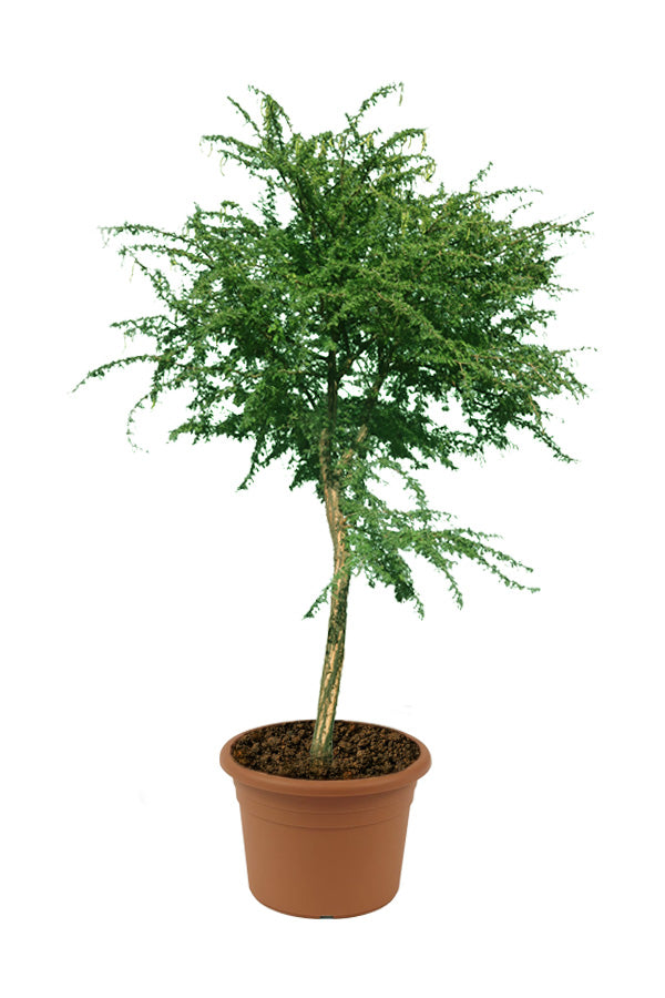 Gum Arabic Tree ( Vachellia Nilotica ) - Acacia Arabica - Plantsworld.ae