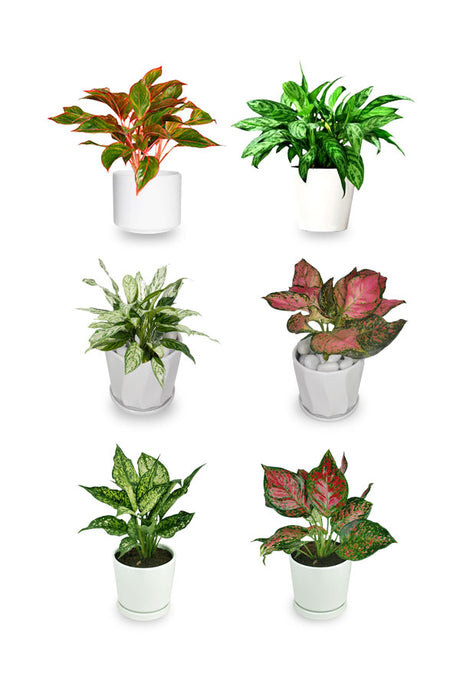 Aglaonema Combo – 6 Varieties of Aglaonema Plants in White Ceramic Pots for Home and Office Décor