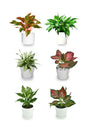 Aglaonema Combo – 6 Varieties of Aglaonema Plants in White Ceramic Pots for Home and Office Décor