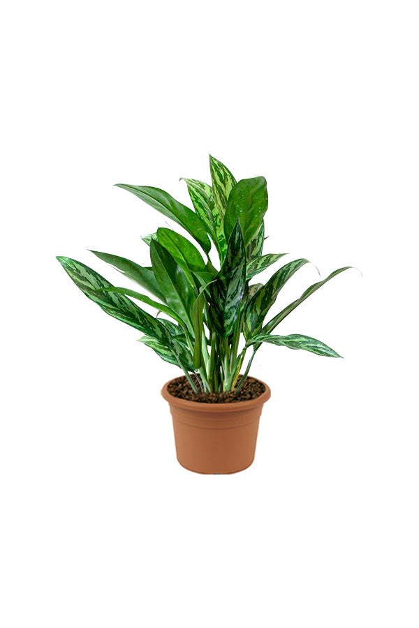 Chinese Evergreen - Aglaonema Cory - Plantsworld.ae
