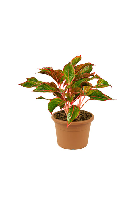 Aglaonema Red - Air Purifying Plant - Plantsworld.ae