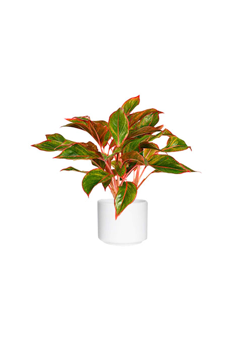 Aglaonema Red