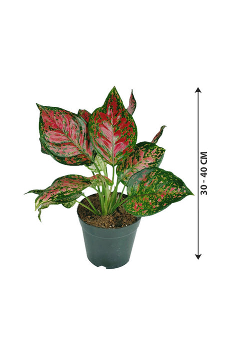 Aglaonema Star - Spotted Star - Plantsworld.ae