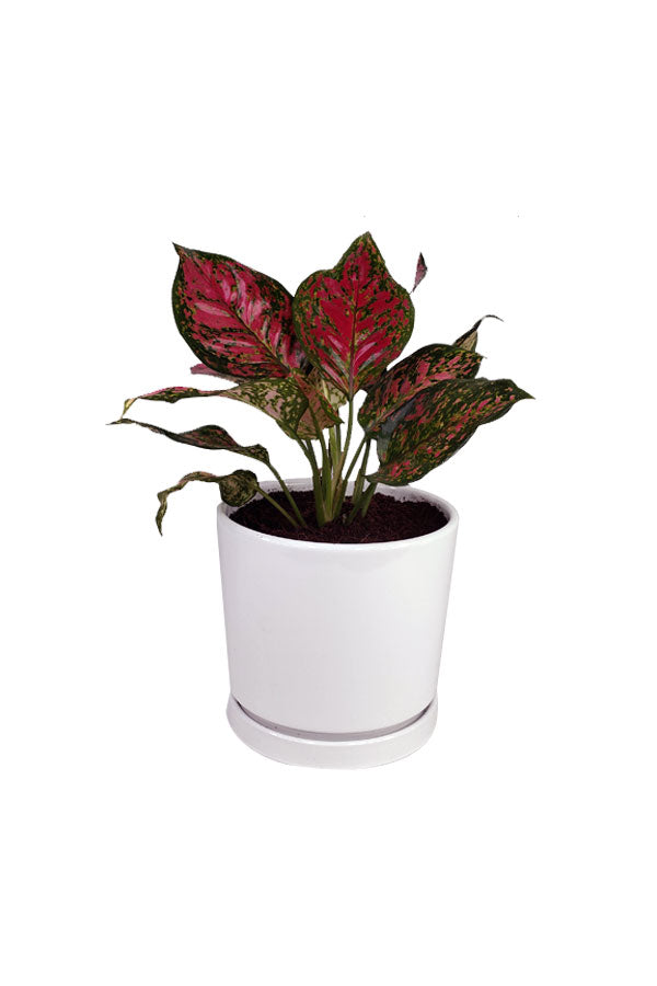 Aglaonema Star