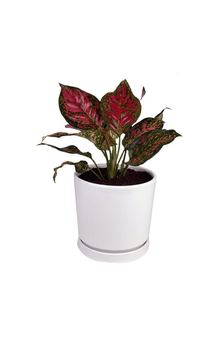 Aglaonema Star