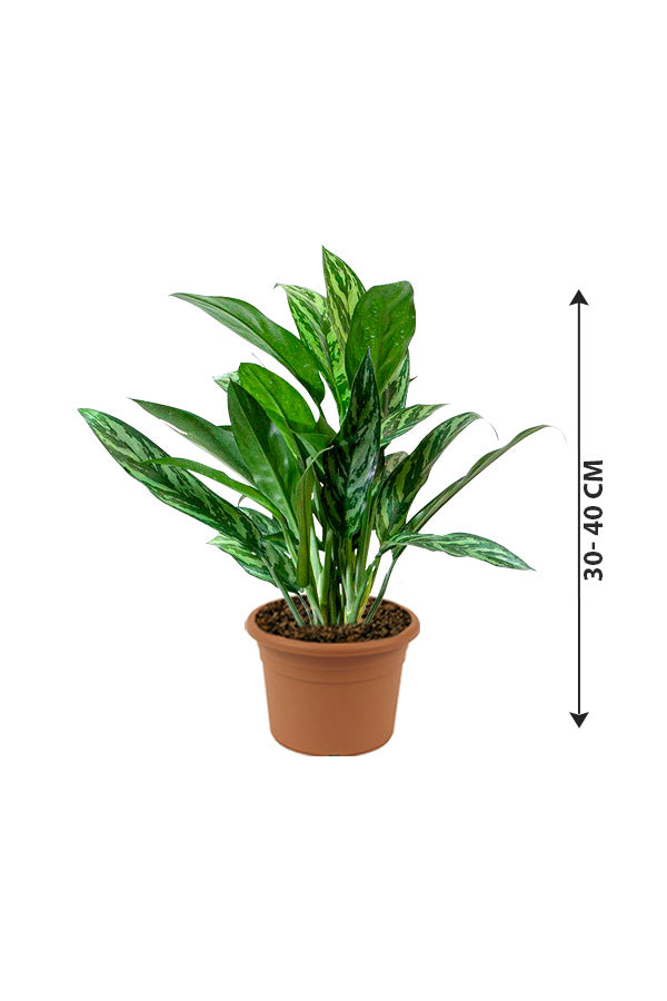 Chinese Evergreen - Aglaonema Cory - Plantsworld.ae