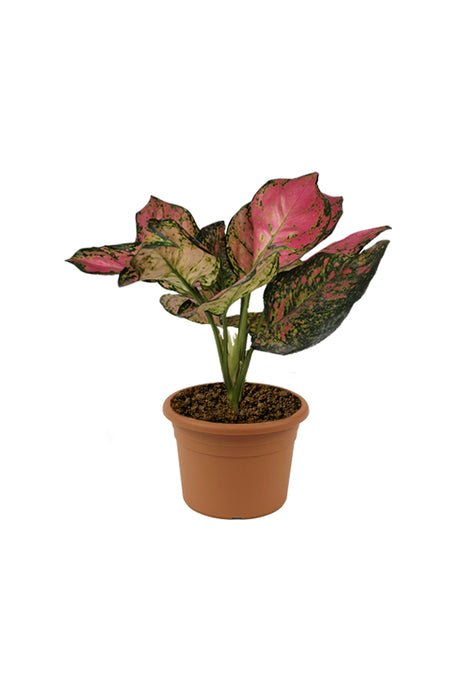 Aglaonema Pinkie - Air Purifying Indoor Plant - Plantsworld.ae