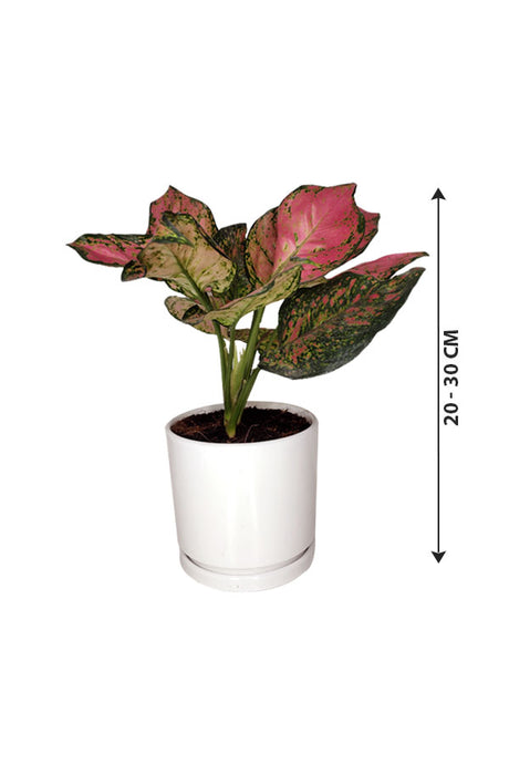 Aglaonema Pinkie - Air Purifying Indoor Plant - Plantsworld.ae