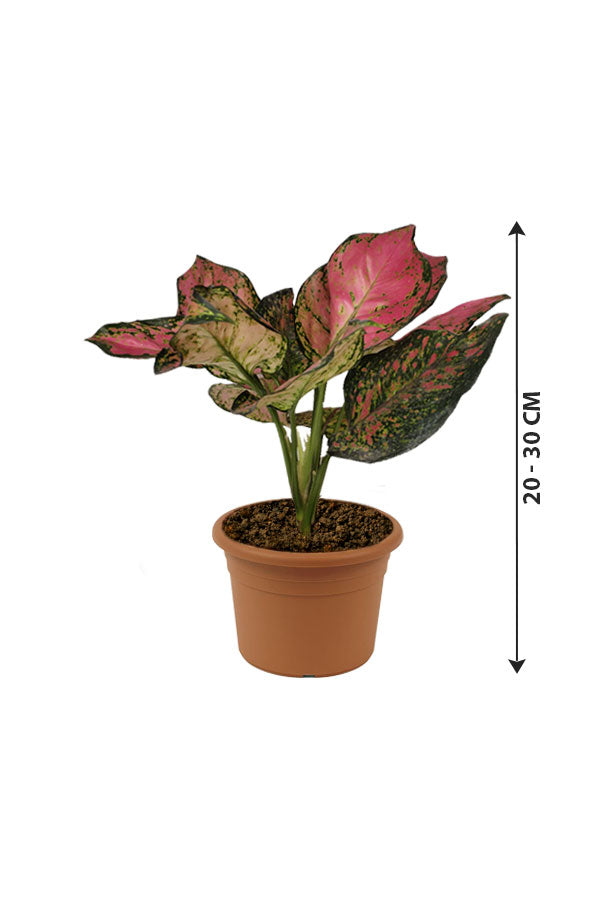 Aglaonema Pinkie - Air Purifying Indoor Plant - Plantsworld.ae