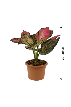 Aglaonema Pinkie - Air Purifying Indoor Plant - Plantsworld.ae