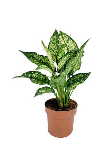 Aglaonema 'Silk' - Aglaonema Commutatum - Plantsworld.ae