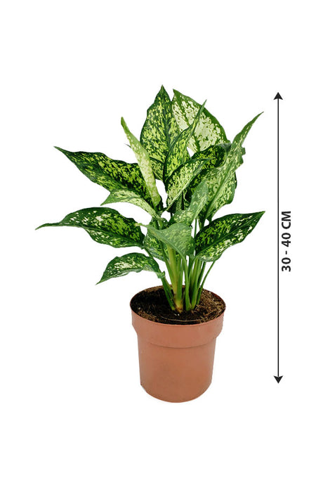 Aglaonema 'Silk' - Aglaonema Commutatum - Plantsworld.ae