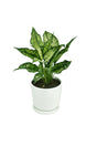 Aglaonema Silk Chinese Evergreen Indoor Plant with Green and Silver Leaves for UAE Homes and Offices