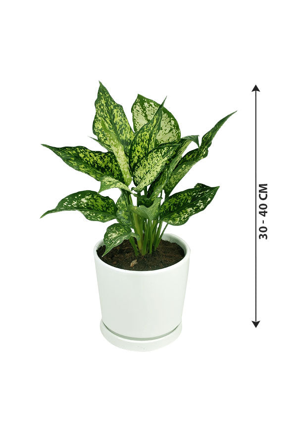 Aglaonema 'Silk' - Aglaonema Commutatum - Plantsworld.ae
