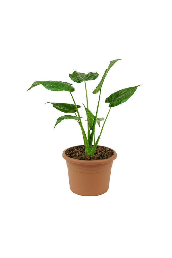 Alocasia Cucullata – Buddha’s Palm Plant - Plantsworld.ae