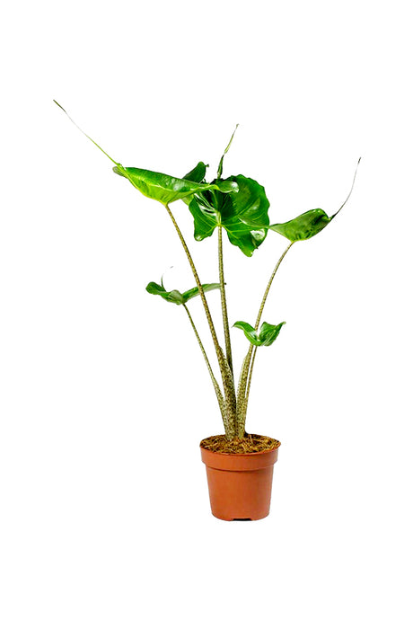 Stingray Alocasia - Alocasia Macrorrhizos 'Stingray' - Plantsworld.ae