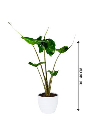 Stingray Alocasia - Alocasia Macrorrhizos 'Stingray' - Plantsworld.ae
