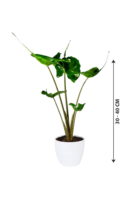 Stingray Alocasia - Alocasia Macrorrhizos 'Stingray' - Plantsworld.ae