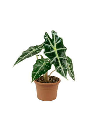 African Mask Plant - Alocasia 'Polly' - Plantsworld.ae