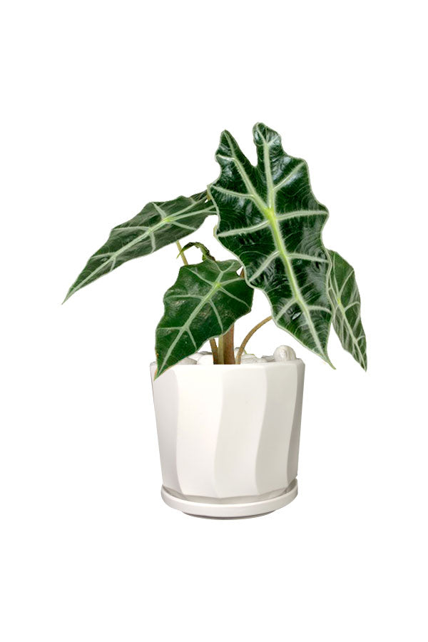 Decorative indoor office table-top plant: Alocasia Polly (African Mask)
