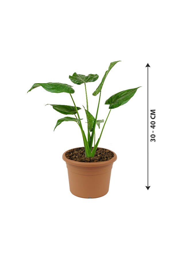 Alocasia Cucullata – Buddha’s Palm Plant - Plantsworld.ae