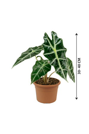 African Mask Plant - Alocasia 'Polly' - Plantsworld.ae