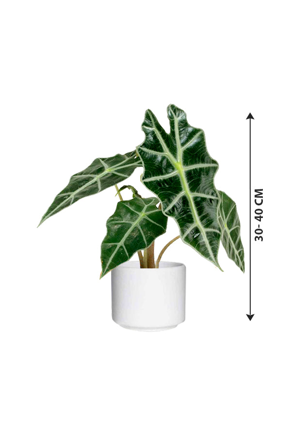 African Mask Plant - Alocasia 'Polly' - Plantsworld.ae
