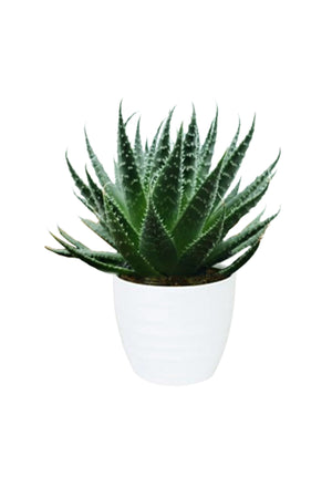Aloe Aristata Tiki Tahi cactus succulent in a white ceramic pot. The plant has spiky green leaves with white flecks, adding a unique touch to indoor spaces.