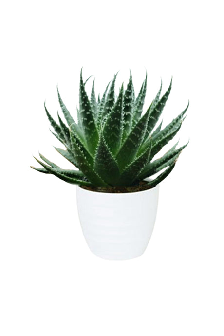 Aloe Aristata Tiki Tahi cactus succulent in a white ceramic pot. The plant has spiky green leaves with white flecks, adding a unique touch to indoor spaces.