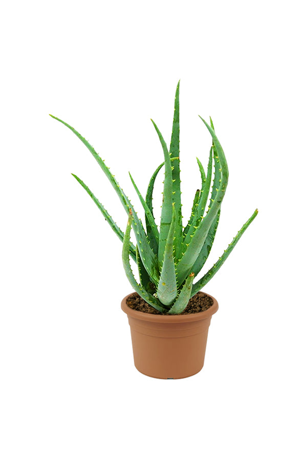 Aloe Vera - Indoor Plant - Plantsworld.ae