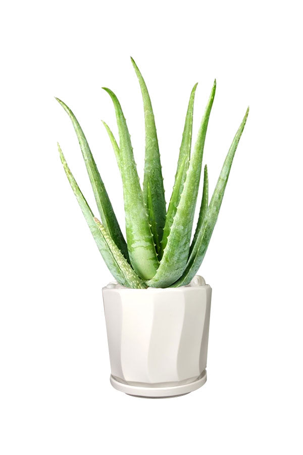 Silver Combo - Health Club Package - Plantsworld.ae