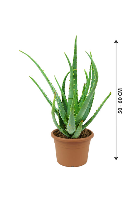Aloe Vera - Indoor Plant - Plantsworld.ae