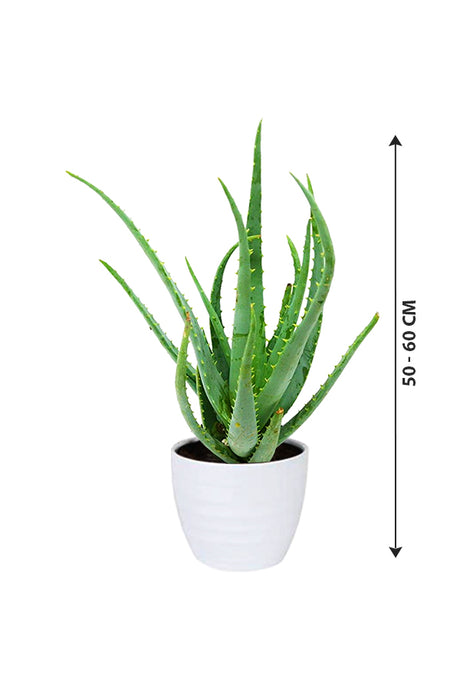 Aloe Vera - Indoor Plant - Plantsworld.ae