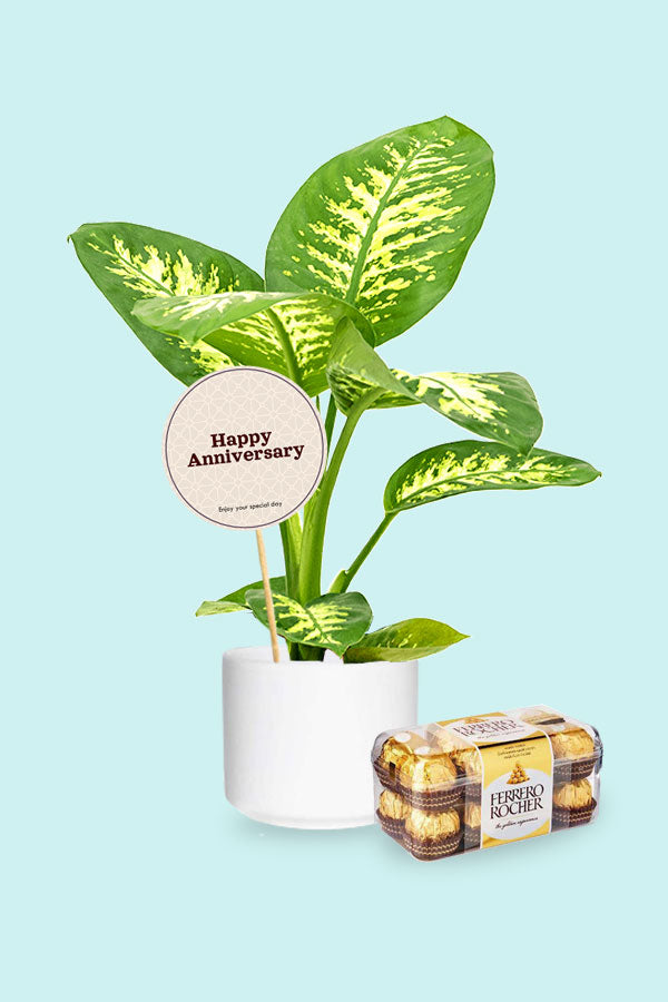 Dieffenbachia Seguine - Tropic Snow Plant with Variegated Green and White Leaves
