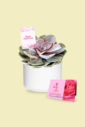 Violet Echeveria Cactus & Succulent - Beautiful purple succulent plant in a pot
