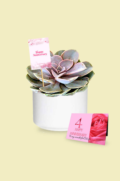 Violet Echeveria Cactus & Succulent - Beautiful purple succulent plant in a pot

