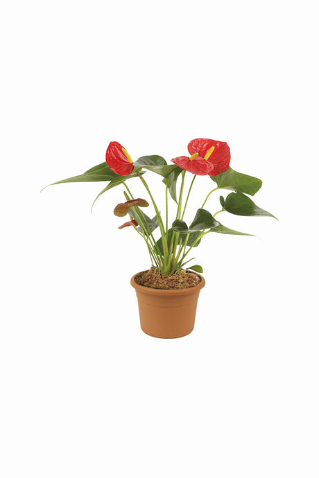 Anthurium - Flamingo Flower - Plantsworld.ae