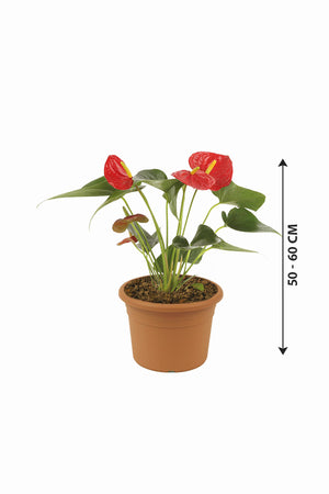 Anthurium - Flamingo Flower - Plantsworld.ae