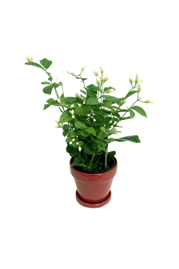 Arabian Jasmine - Jasminum Sambac - Plantsworld.ae