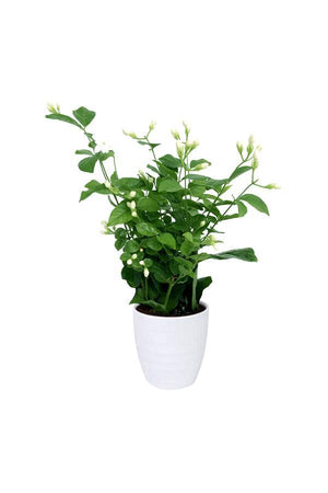 Arabian Jasmine - Jasminum Sambac, a fragrant and beautiful flowering plant.
